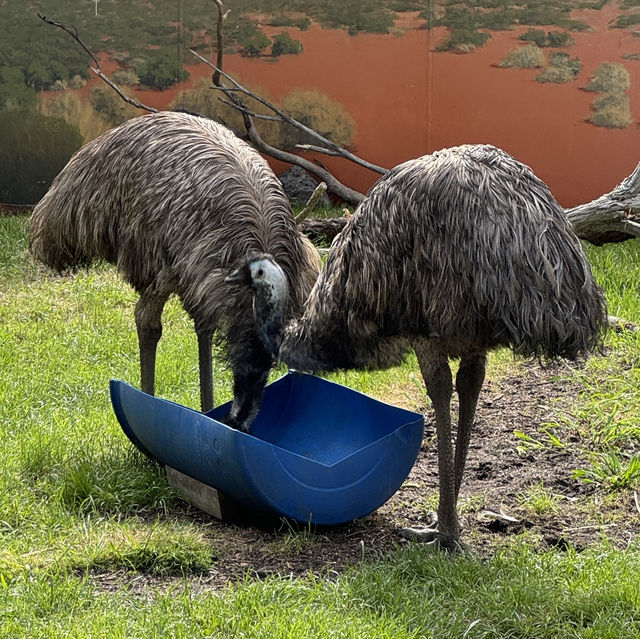 🐨 造訪瑪璐考拉和動物公園的歡樂時光 🌿