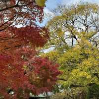 福岡筥崎宮 - 隱世之美，紅葉如畫