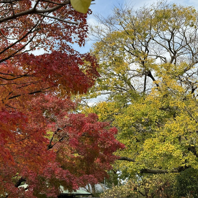 福岡筥崎宮 - 隱世之美，紅葉如畫