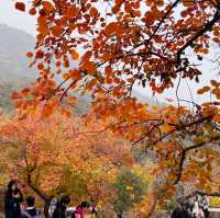 秋日的香山：风景如画，红叶如诗