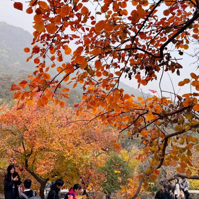 秋日的香山：风景如画，红叶如诗