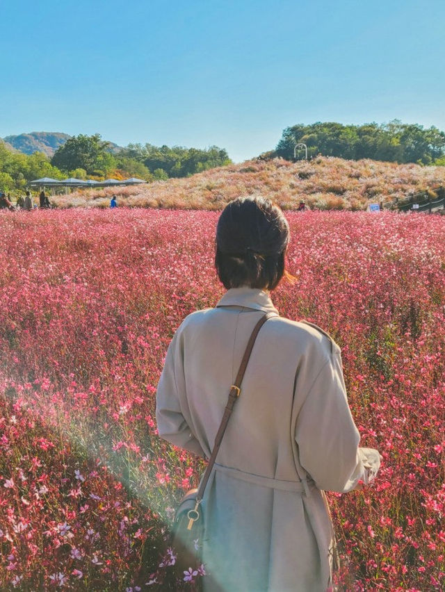 양주 나리공원 핑크뮬리,가을꽃 보고왔어요 !