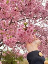 【冬に咲く桜】河津桜のおすすめスポット🪧