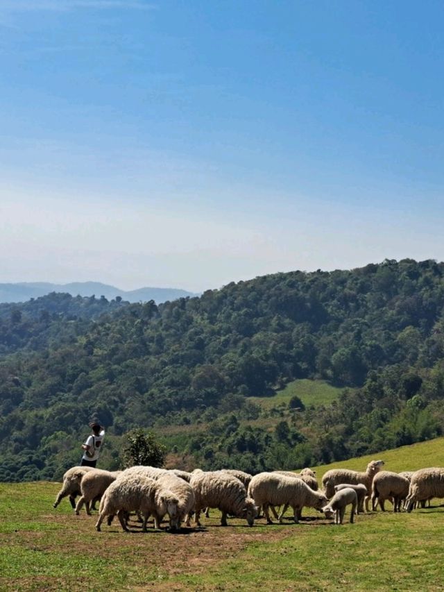 Akha Farmville ดอยช้าง