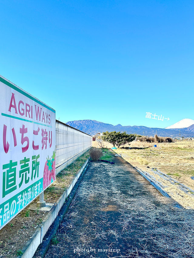 富士山が見える場所にあるいちご狩り🍓【神奈川】