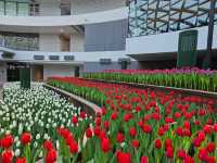 ทิวลิปบานที่ระยอง