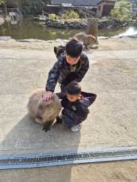 Capybaras in Onsen Bath at Nagasaki Bio Park