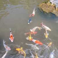 Betong Winter Flowers Garden