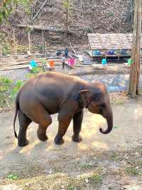 🐘 자연과 함께하는 힐링! Tawan Riverside에서 특별한 경험을! 🌿