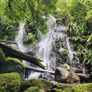 Enchanting Journey: Toolona Creek Circuit Hike