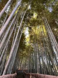 A Symphony of Colors – The Lonely Souls in the Adashino Nenbutsu-ji Temple