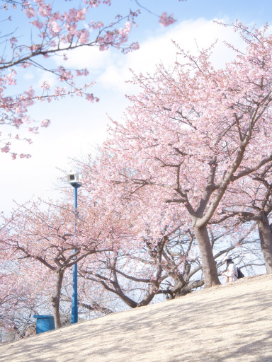 群馬】3月ここ行って🚗早咲きの桜で春を先取り🌸 | Trip.com 伊勢崎