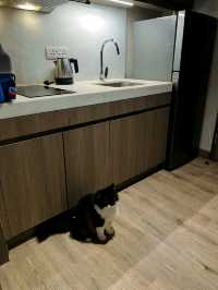 A Pet-Friendly Staycation To Remember