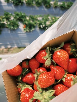 南投國姓鄉～來去採草莓！阿地草莓園🍓