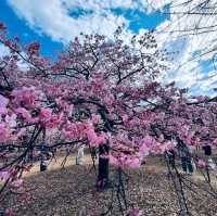Yoyogi Park (代々木公園)