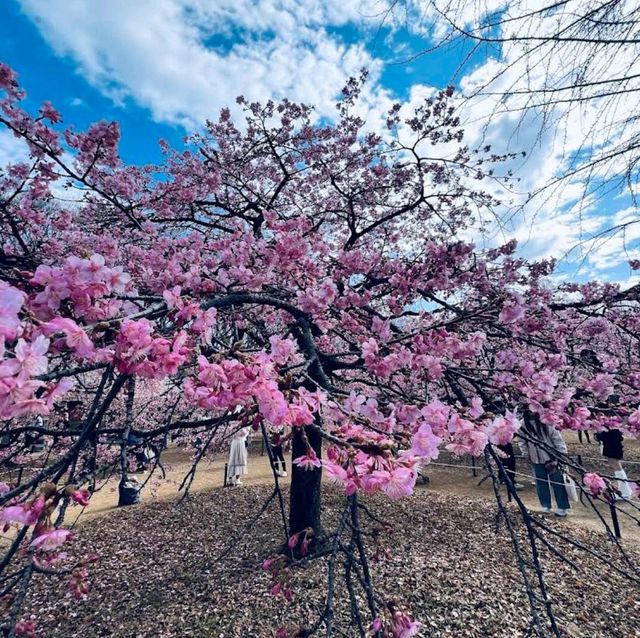 Yoyogi Park (代々木公園)