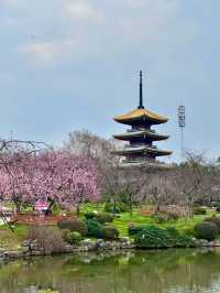 武漢櫻花：東湖櫻園的春日盛宴