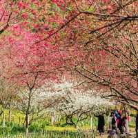 復興公園：在“櫻花盛開的日子裡，心情也跟著綻放” 🌸😊