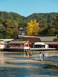 獨遊廣島｜必訪日本三大景之一的嚴島神社⛩️ 