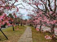 中科崴立櫻花公園賞櫻美景