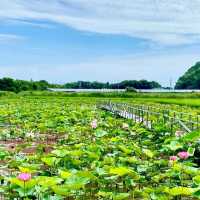 神秘の花“古代蓮”が、一面に咲き誇る島