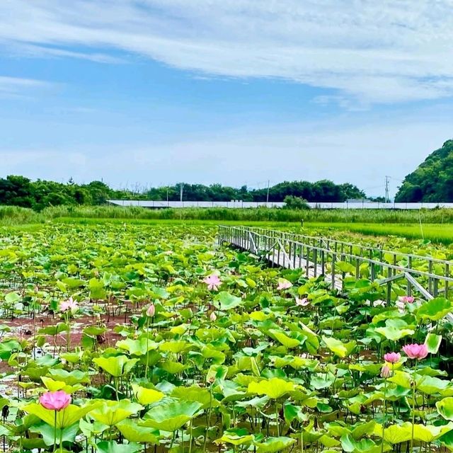 神秘の花“古代蓮”が、一面に咲き誇る島