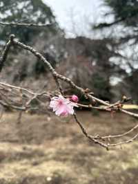 Early Sakura Blooms: Where to Catch Japan’s First Cherry Blossoms!