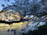 ซากุระริมคูน้ำที่ Chidorigafuchi เดินชิล พายเรือได้