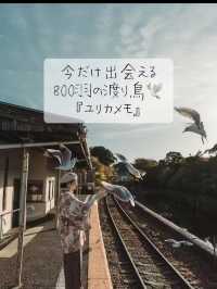 季節限定！今だけ会える800羽の渡り鳥『ユリカモメ』