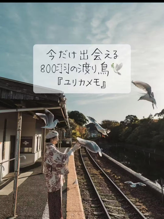 季節限定！今だけ会える800羽の渡り鳥『ユリカモメ』