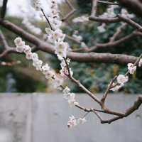 武漢中山公園~櫻花魅影