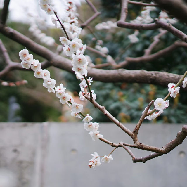 武漢中山公園~櫻花魅影