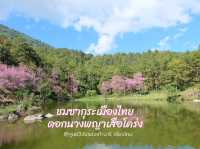 ซากุระเมืองไทย 🌸 ดอกนางพญาเสือโคร่ง @เชียงใหม่
