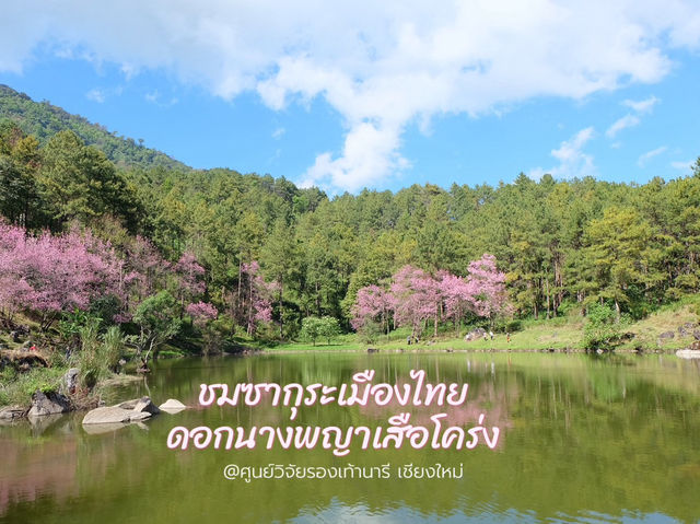 ซากุระเมืองไทย 🌸 ดอกนางพญาเสือโคร่ง @เชียงใหม่