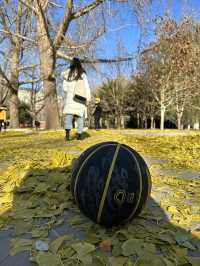 A must-go park during Ginkgo foliage 