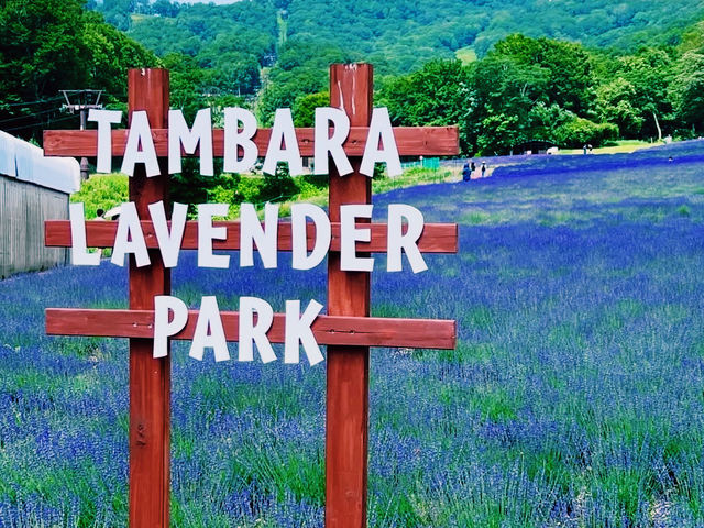 紫のじゅうたんが広がる絶景スポット💜✨