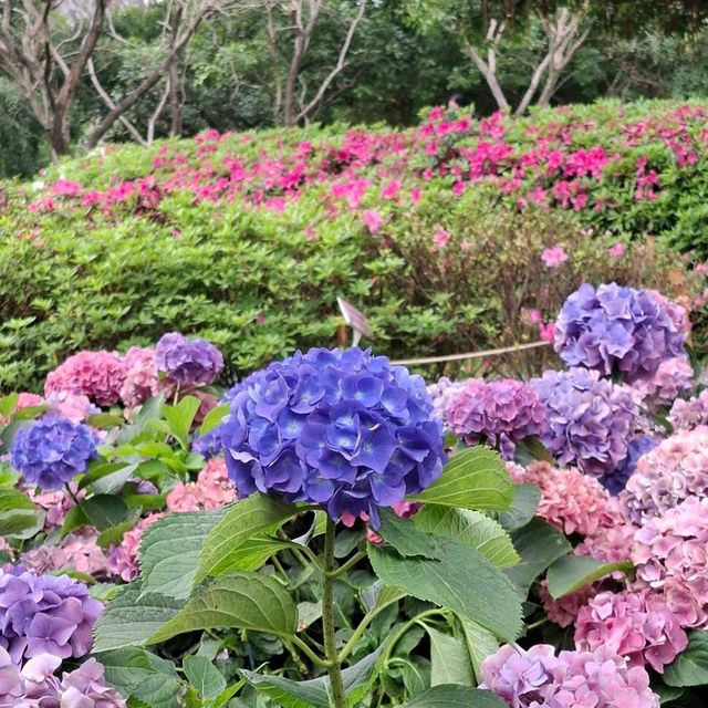 大安森林公園 (Daan Forest Park)