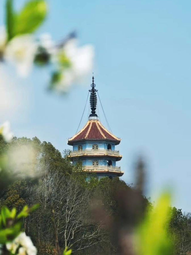 Plum blossoms at Jintang Liziyuan