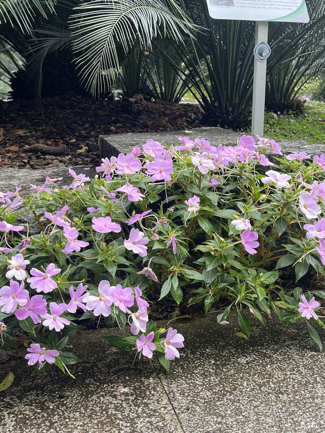 싱그러운 광저우 화남식물원을 가보셨나요? 🌸🌴