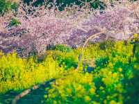 Chasing Sakura at Nishihirabatake Park