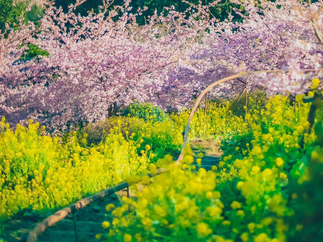 Chasing Sakura at Nishihirabatake Park