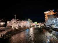 🌸【名古屋秘境夜櫻｜高山陣屋紅橋的櫻花盛宴】  