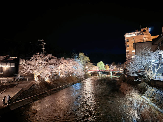 🌸【名古屋秘境夜櫻｜高山陣屋紅橋的櫻花盛宴】  