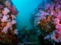 สำรวจ Dive site เกาะพระทอง