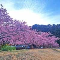 屋嘉兒童公園·賞櫻與遊樂樂趣