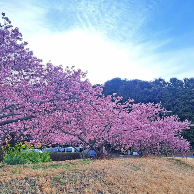 屋嘉兒童公園·賞櫻與遊樂樂趣