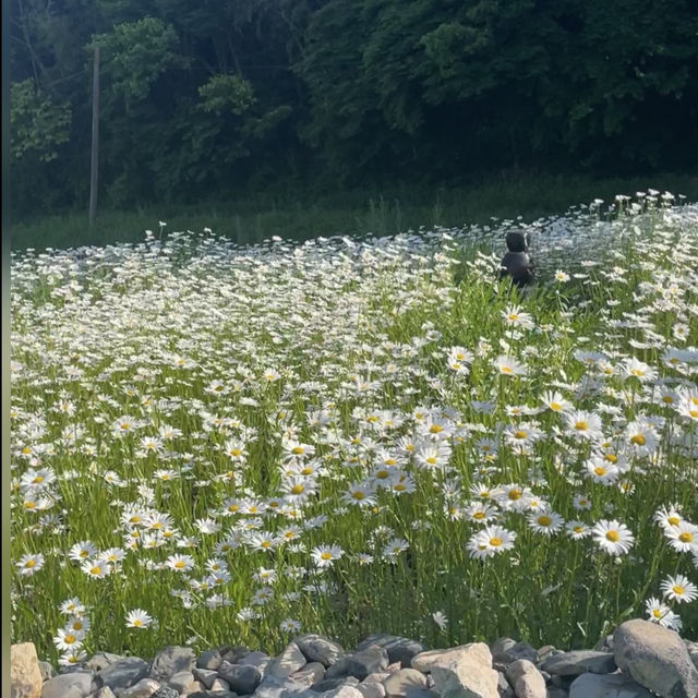 봄여행으로 벚꽃만 보지마세요!