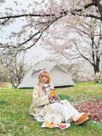  ไปนั่งปิกนิกท่ามกลางซากุระกับอากาศหนาวเย็น