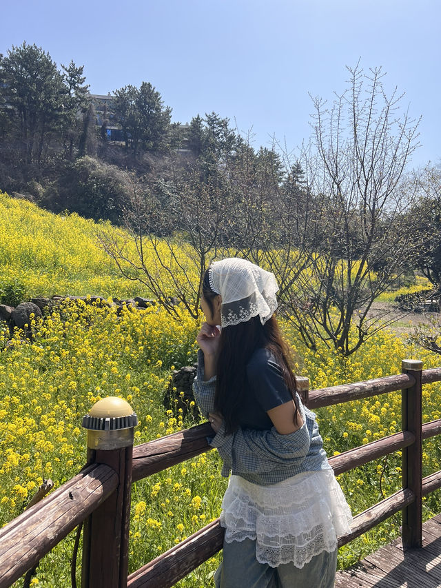 지금 가면 볼 수 있는 제주의 노란색⭐️