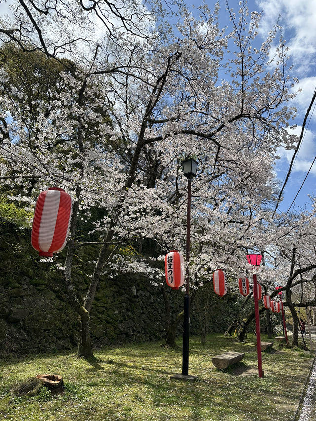 滿開的櫻花城～和歌山城